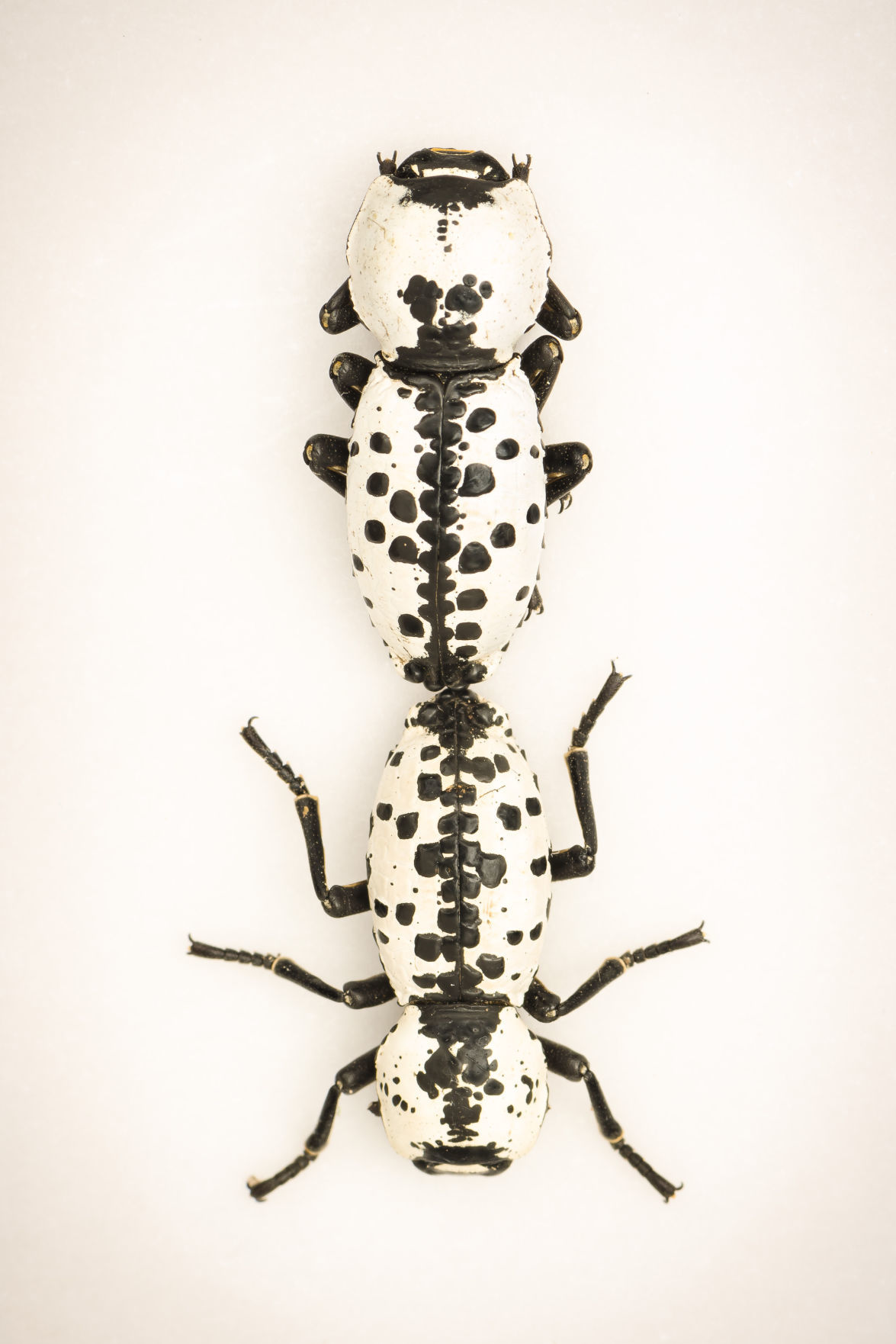"Rorschach" by Marian Lyman Kirst